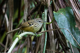 Streak-headed Antbird