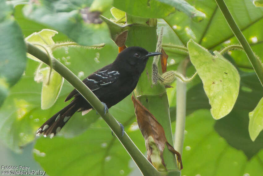 Jet Antbird male adult, identification