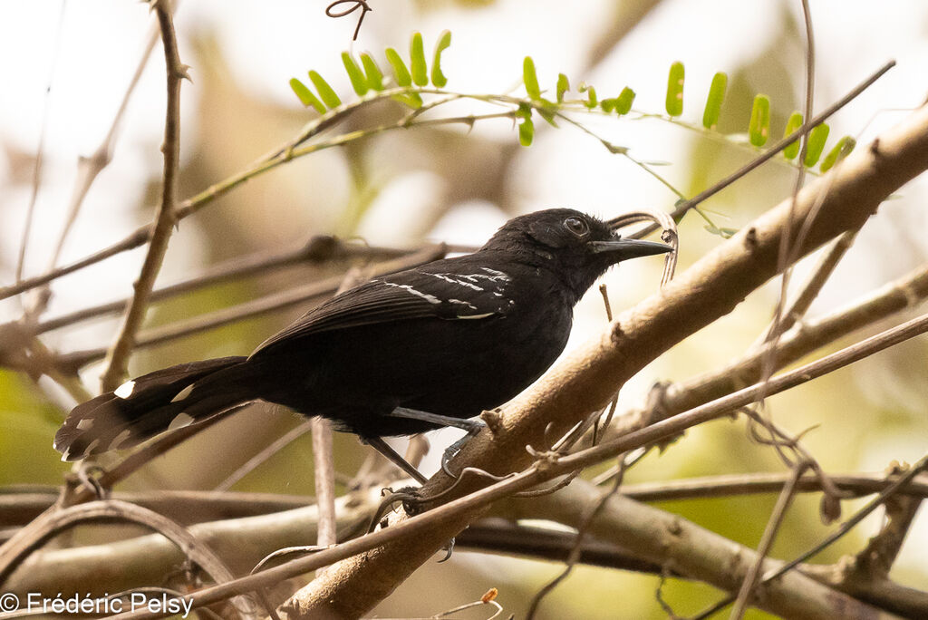 Jet Antbird