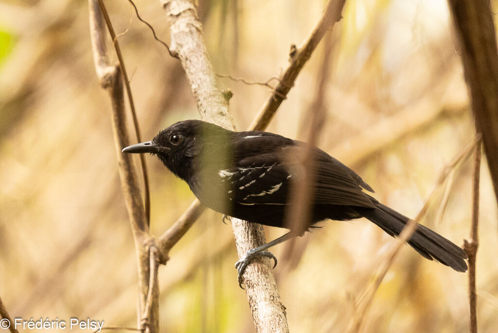 Jet Antbird