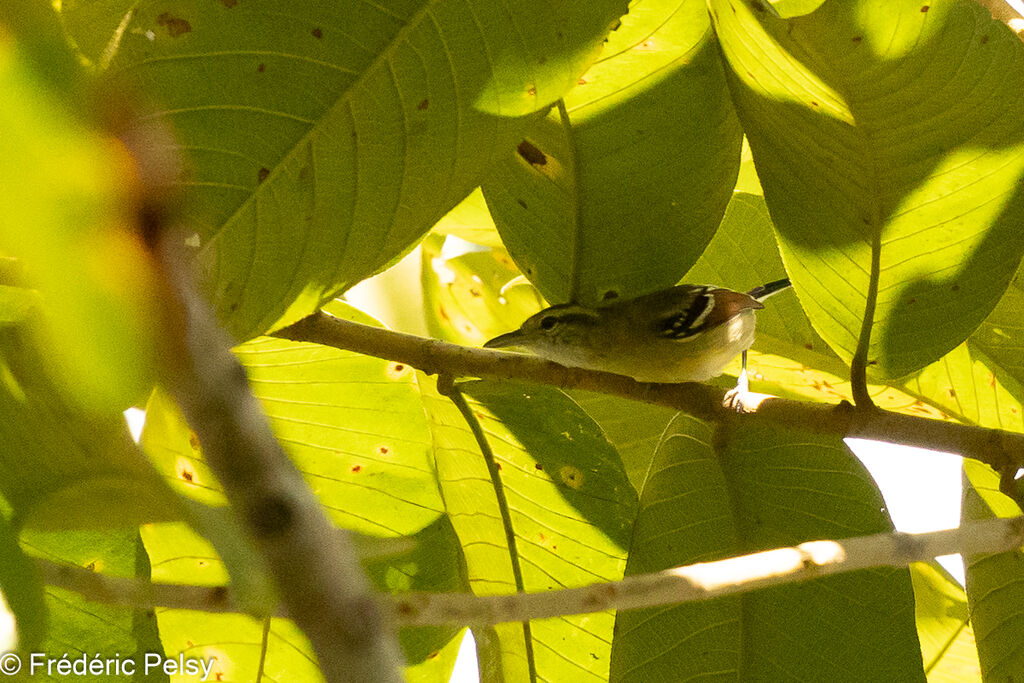 Rusty-winged Antwren