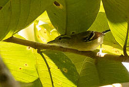 Rusty-winged Antwren