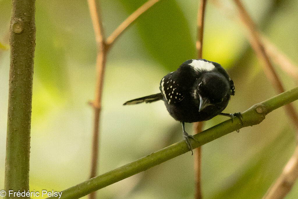 Dot-winged Antwren male