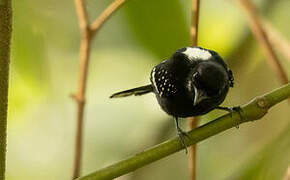 Dot-winged Antwren