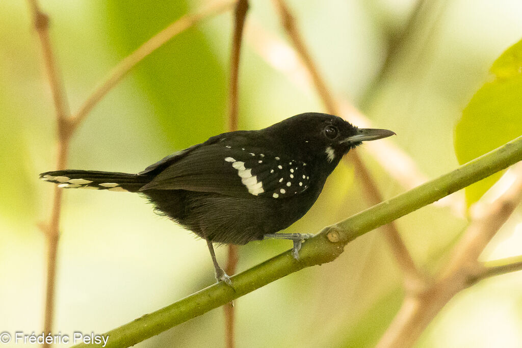 Dot-winged Antwren male