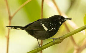 Dot-winged Antwren