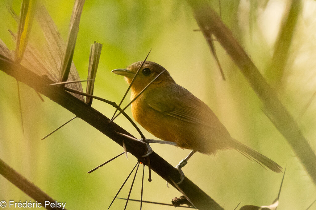 Dusky Antbird female