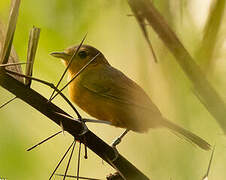 Dusky Antbird