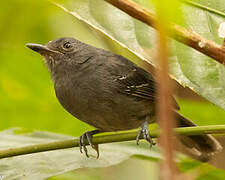 Dusky Antbird