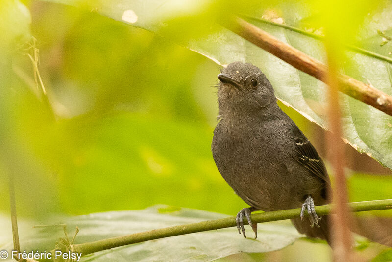 Dusky Antbird male