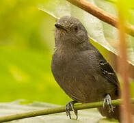 Dusky Antbird