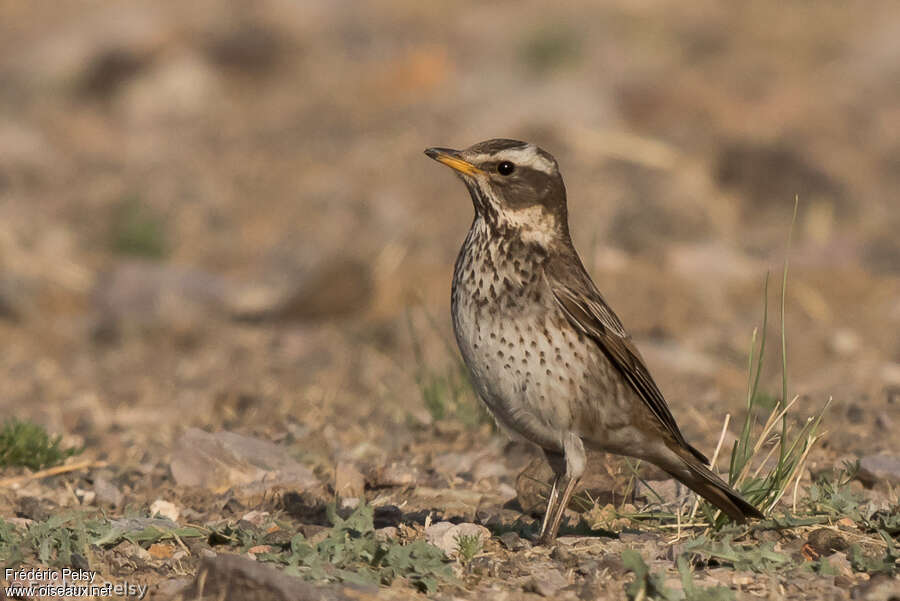 Dusky ThrushSecond year, identification