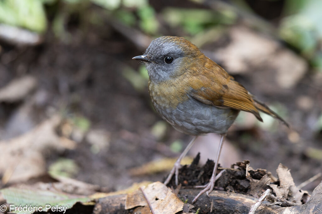 Black-billed Nightingale-Thrush