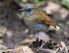 Black-billed Nightingale-Thrush