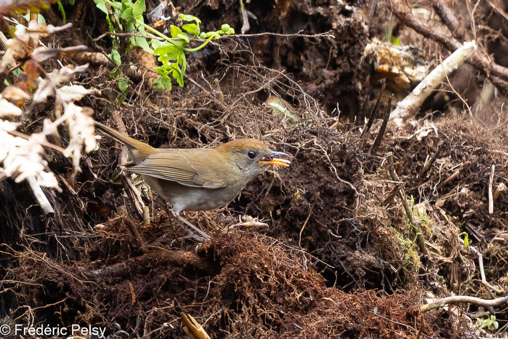 Ruddy-capped Nightingale-Thrush