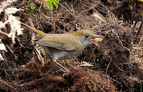 Ruddy-capped Nightingale-Thrush