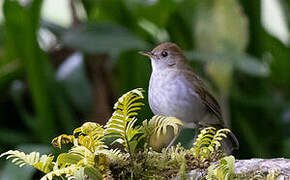 Ruddy-capped Nightingale-Thrush