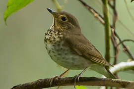 Swainson's Thrush