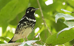 Red-backed Thrush