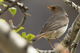 Red-throated Thrush