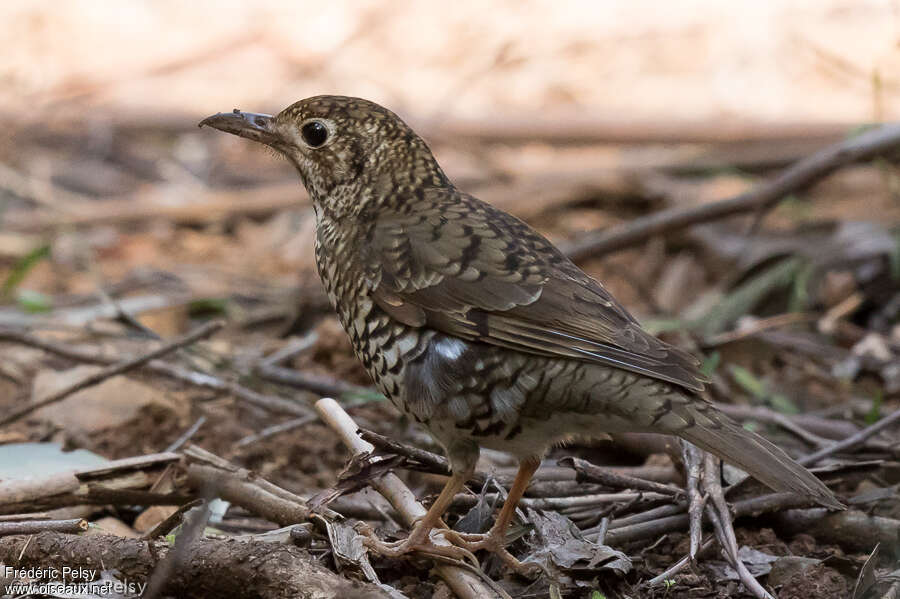 Grive à lunulesadulte, identification