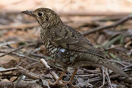 Bassian Thrush