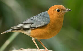 Orange-headed Thrush