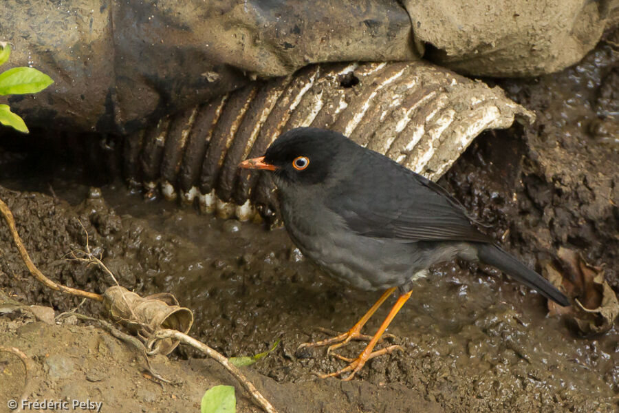 Slaty-backed Nightingale-Thrush