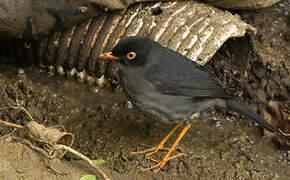 Slaty-backed Nightingale-Thrush