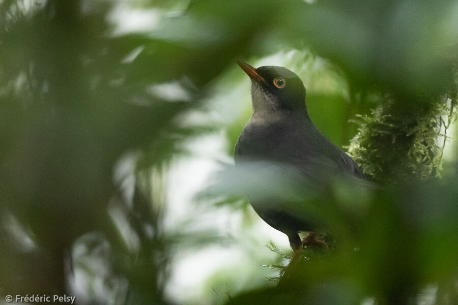 Slaty-backed Nightingale-Thrush