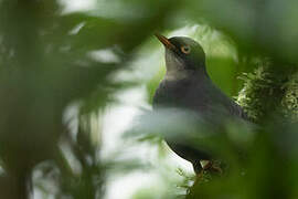 Slaty-backed Nightingale-Thrush