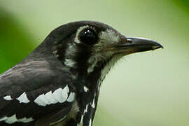 Ashy Thrush