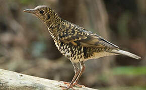 Scaly Thrush