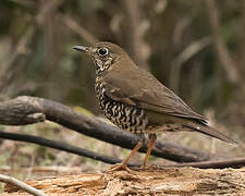 Alpine Thrush