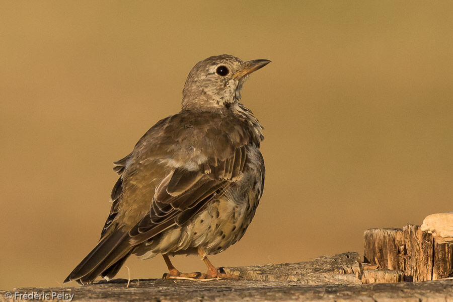Mistle Thrush