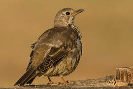 Mistle Thrush