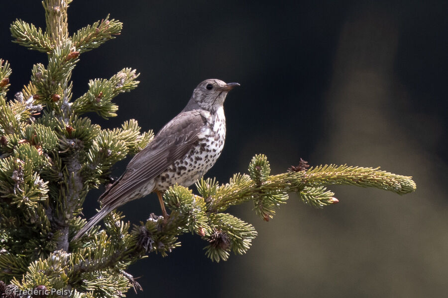 Mistle Thrush