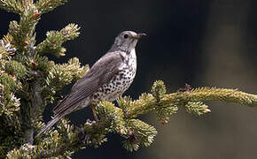 Mistle Thrush