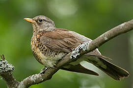 Fieldfare