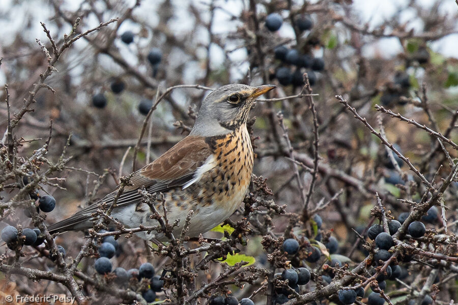 Fieldfare