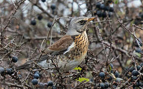 Fieldfare