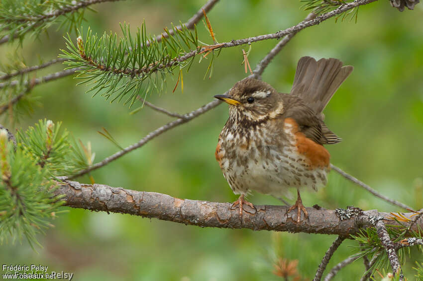 Redwingadult, habitat, pigmentation