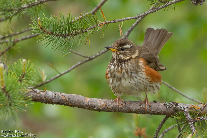 Redwingadult, habitat, pigmentation