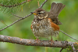 Redwing