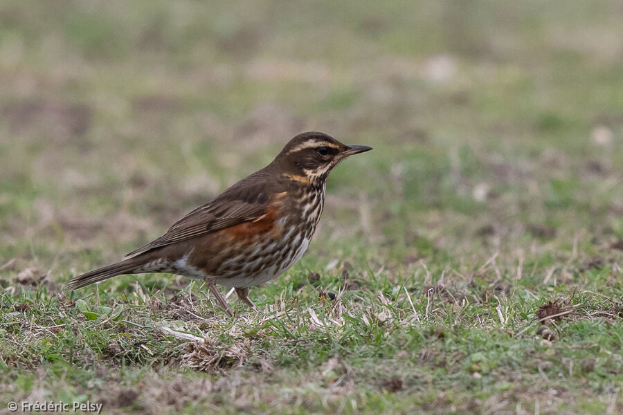 Redwing