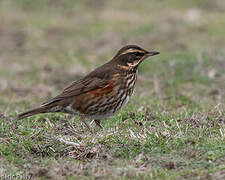 Redwing