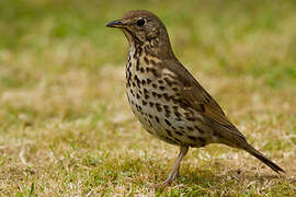 Song Thrush