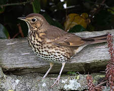 Song Thrush