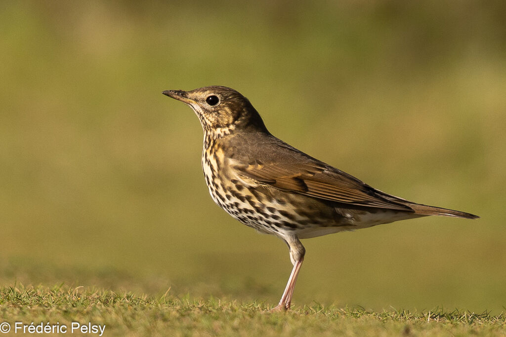 Song Thrush