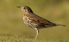 Song Thrush